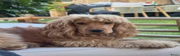 Cocker Spaniel dogs for sale: Female Show Cocker Spaniel in Leeds - Advert 1