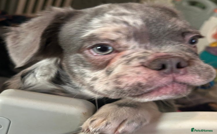 French Bulldog dogs in Rotherham - Advert 1