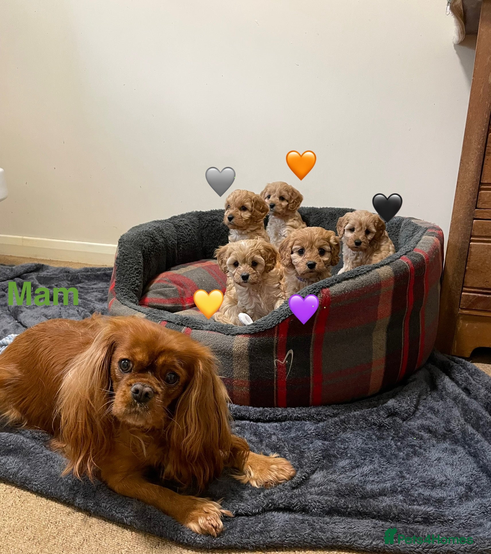 Cavapoo dogs ⭐️READY NOW! 5⭐️TOY Cavapoo puppies 🐶🐾 - Advert 1