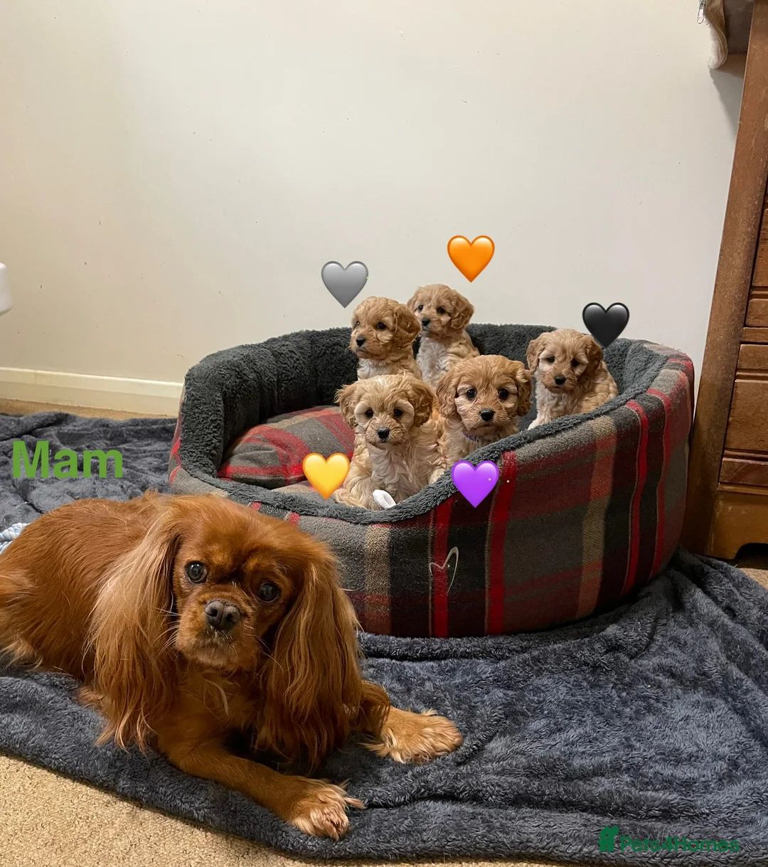Cavapoo dogs for sale: ⭐️READY NOW! 5⭐️TOY Cavapoo puppies 🐶🐾 in York - Advert 1