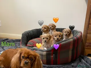 Cavapoo dogs ⭐️READY NOW! 5⭐️TOY Cavapoo puppies 🐶🐾 - Advert 1