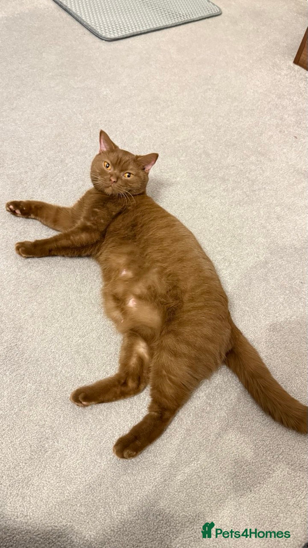 British Shorthair cats for sale: Luxury British Shorthair Kittens | Cinnamon & Fawn - Advert 2