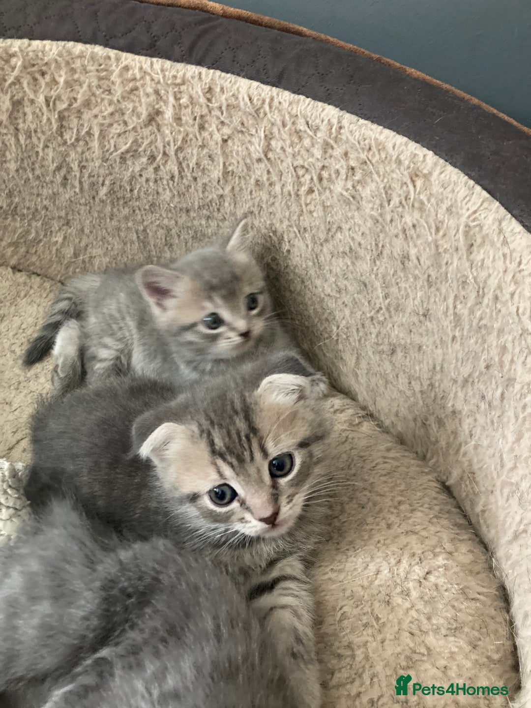 Scottish Fold cats for sale: Beautiful Scottish fold kittens - Image 23