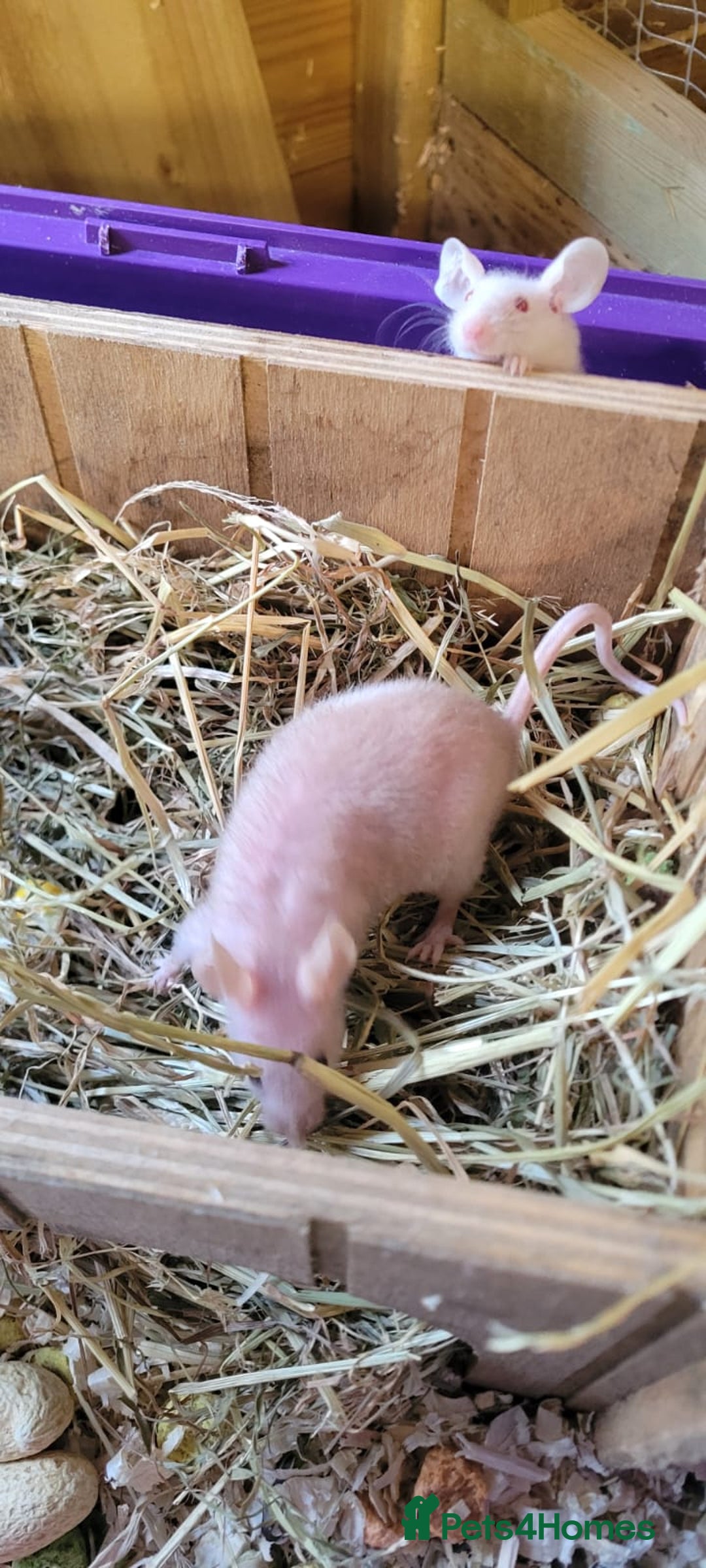 Mouse rodents for sale: Naked mice - Advert 4