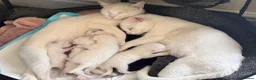 Mixed Breed cats for sale: Sweet Kittens Looking for Their Forever Homes - Advert 2