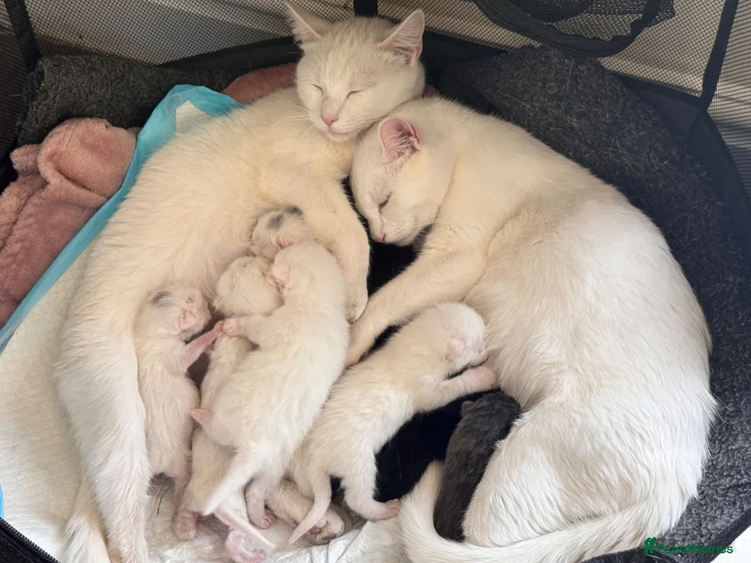 Mixed Breed cats for sale: Sweet Kittens Looking for Their Forever Homes - Advert 2