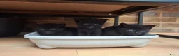 Mixed Breed cats for sale: 4 Girls for sale  - Advert 3