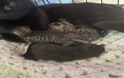 British Shorthair cats for sale: 5 British short hair kittens  - Image 6
