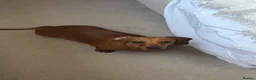 Dachshund dogs for sale:  Beautiful 4-Year-Old Miniature Dachshund   - Advert 6