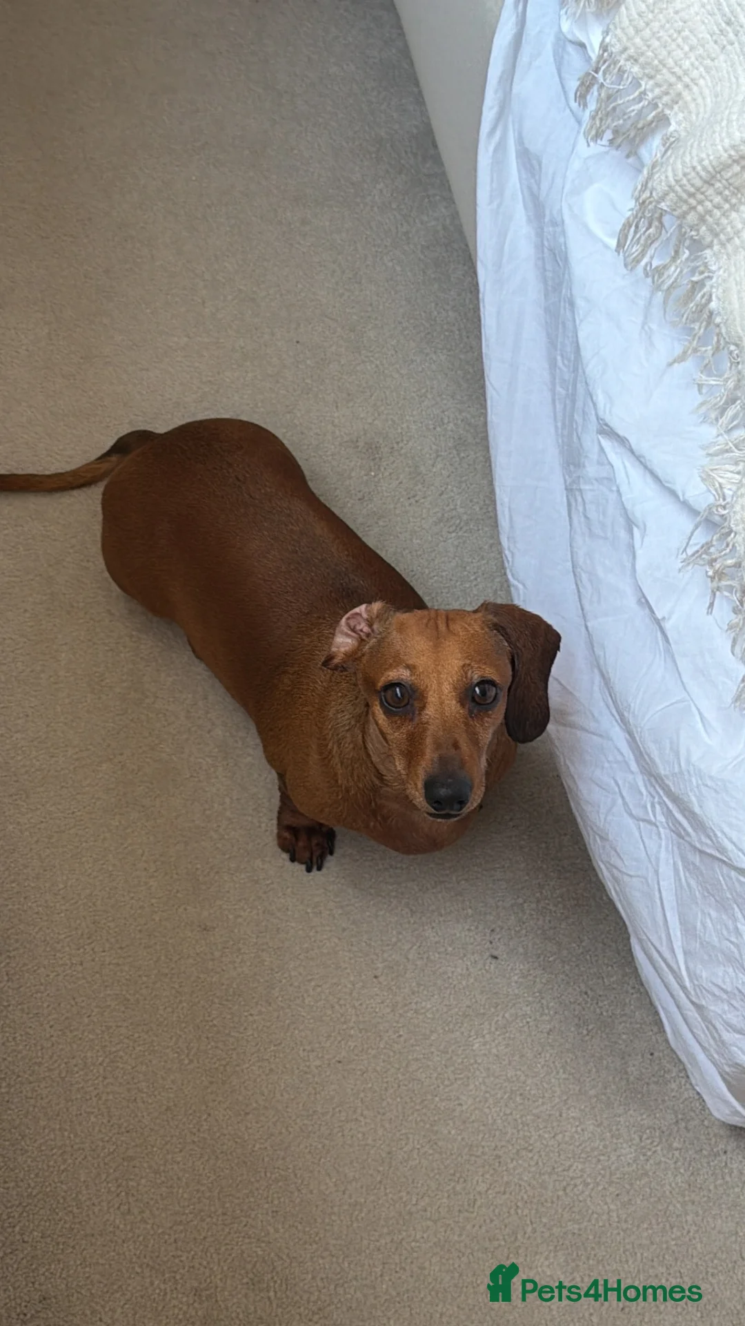 Dachshund dogs for sale:  Beautiful 4-Year-Old Miniature Dachshund   - Advert 6