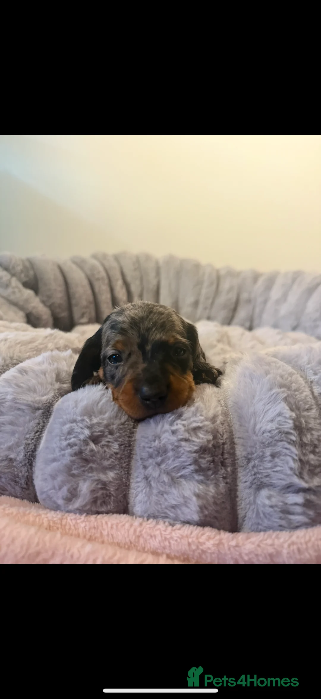 Dachshund dogs for sale: 7 beautiful dachshund pups - Advert 10