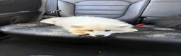 Samoyed dogs for sale: Tofu-Rose - Advert 10
