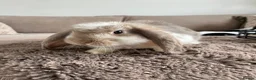 Mini Lop rabbits for sale: 🐰 Mini Lops Ready to Leave 🐰 - Advert 17