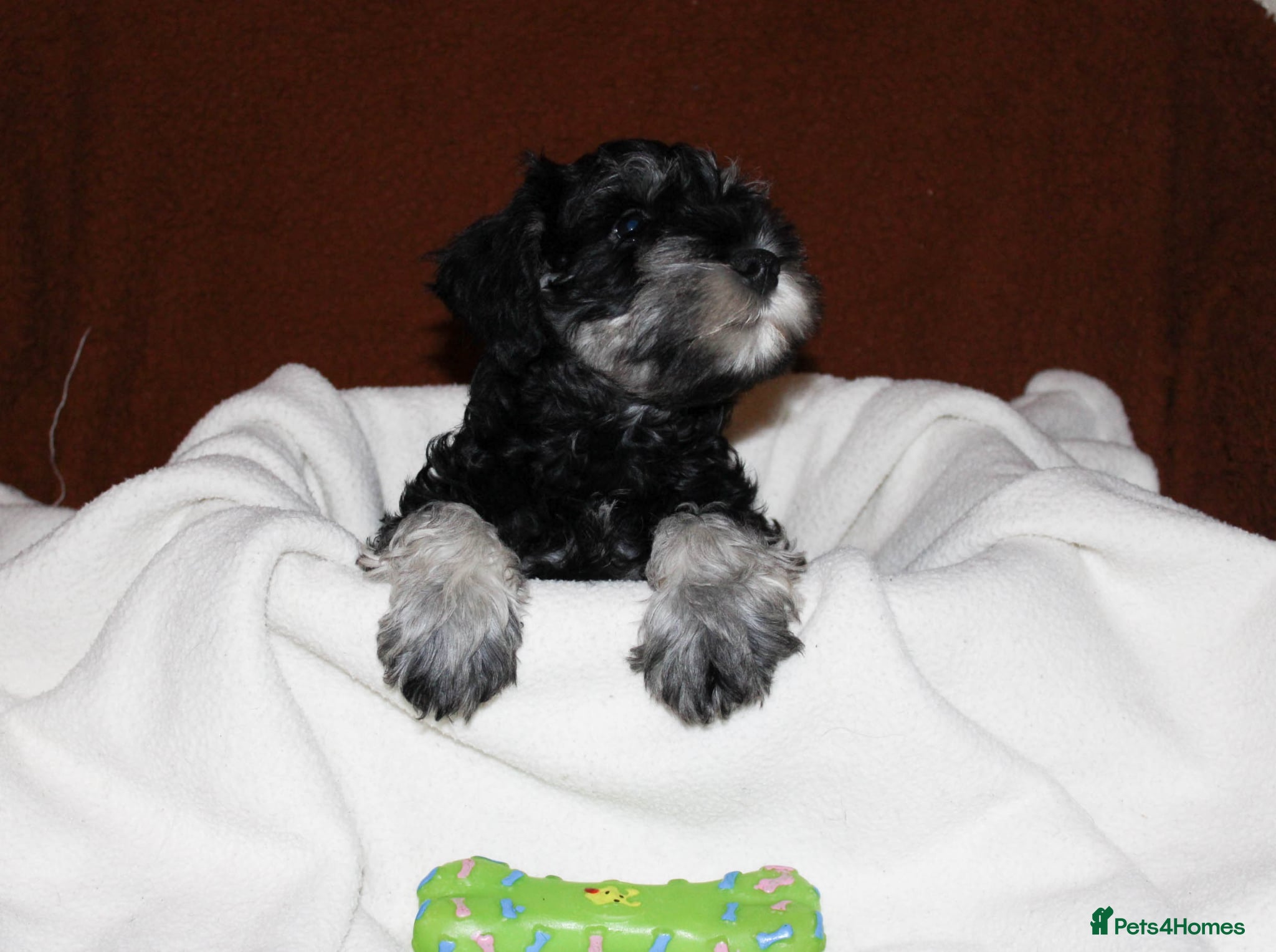 Miniature Schnauzer dogs Charming Mini Schnauzers with KC registration - Advert 4
