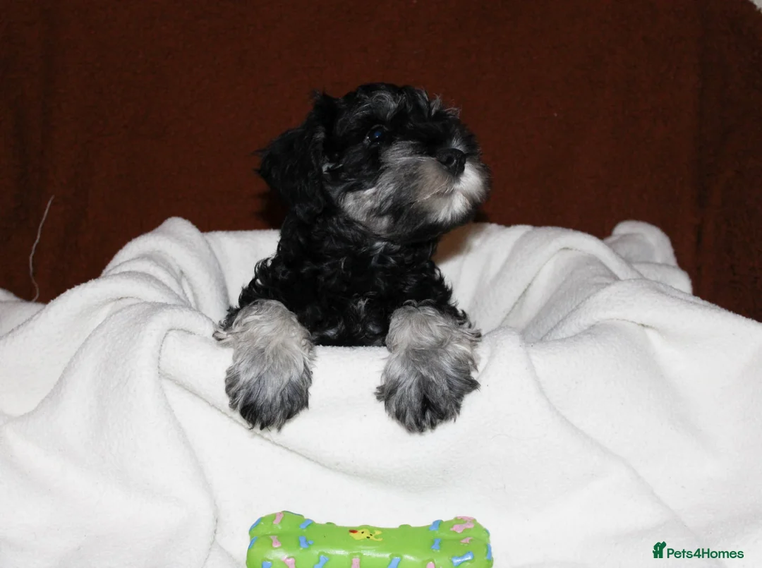 Miniature Schnauzer dogs for sale: Charming Mini Schnauzers with KC registration - Advert 11