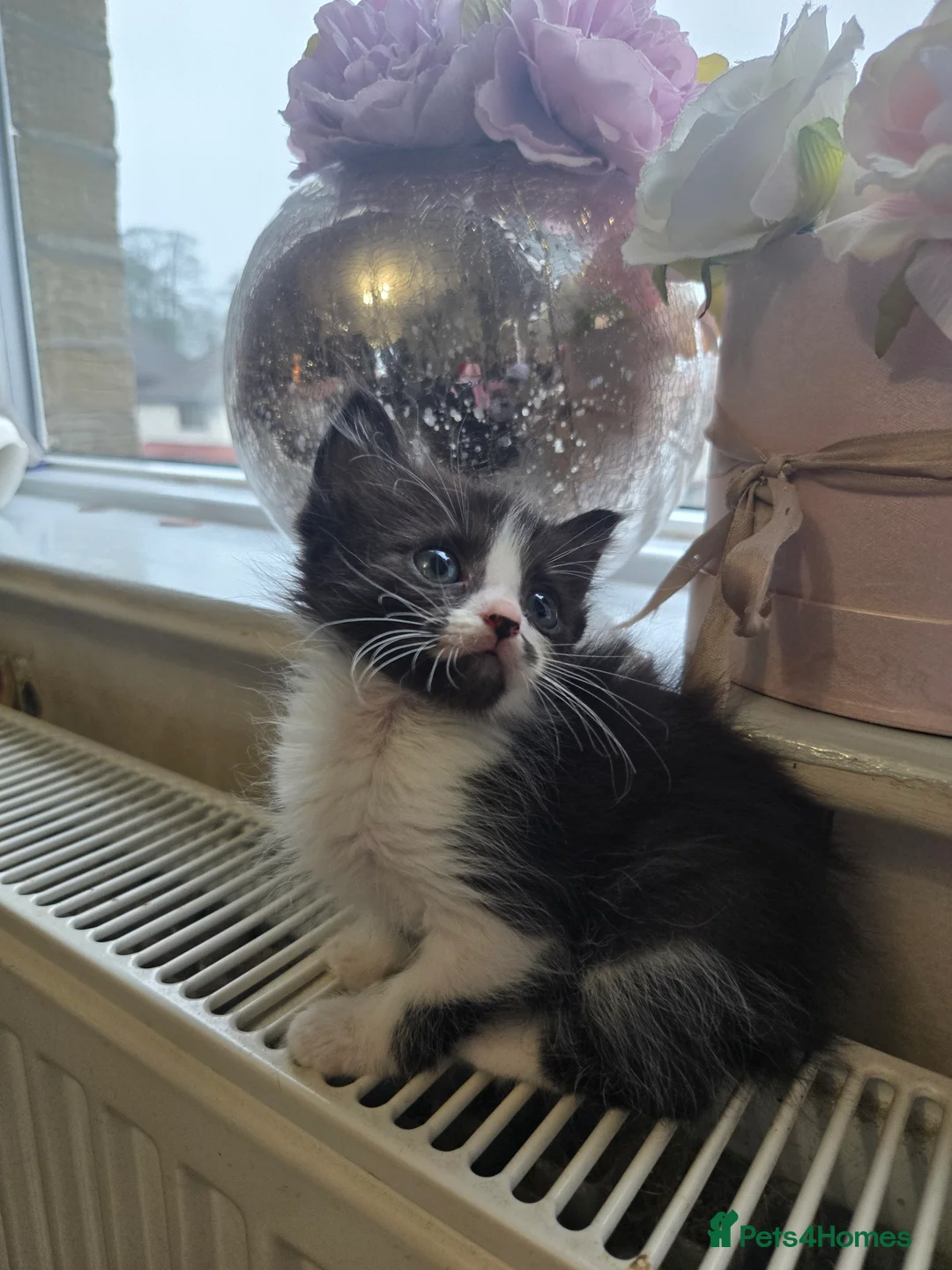 Siamese cats for sale: Beautiful siamese boys and girls  - Advert 29