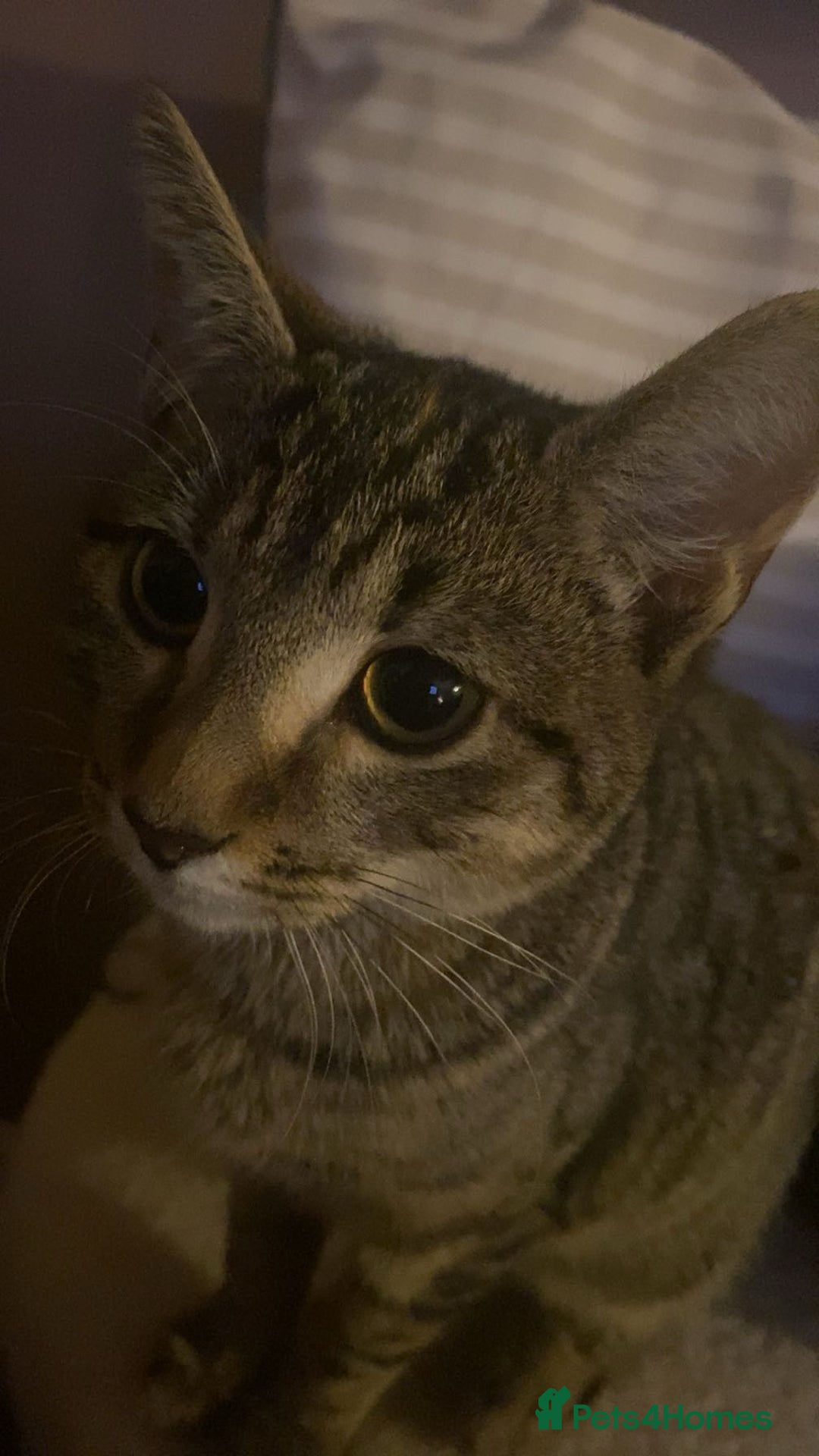 Bengal cats for sale: Beautiful baby bengal girl  - Advert 30