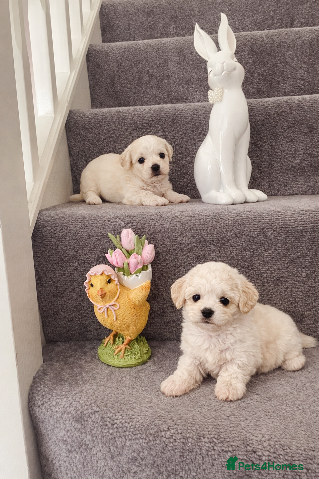 Maltipoo dogs Korean Maltipoo  - Advert 1