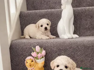 Maltipoo dogs Korean Maltipoo - Advert 1