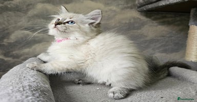 Ragdoll cats - Advert 3
