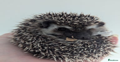 Pygmy Hedgehog rodents - Advert 1