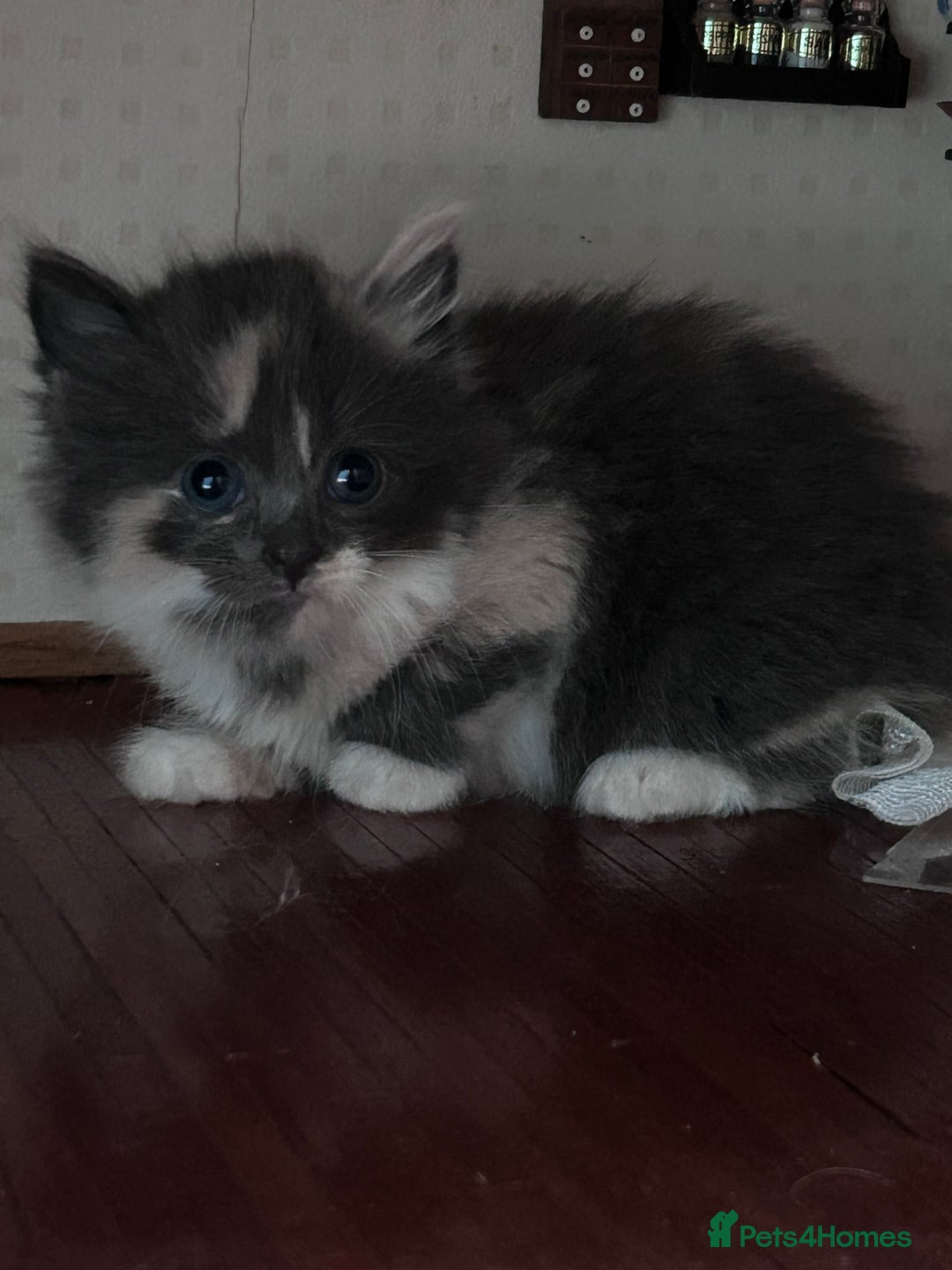 Mixed Breed cats for sale: Two male ginger kittens one female grey and beige  - Image 5
