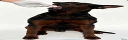 Chinese Red Dog dogs for sale: Stunning (Laizhou hong) Chinese red dog puppies  - Advert 23