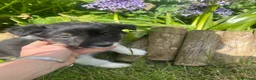 Mixed Breed dogs for sale: Gorgeous border collie puppies  - Advert 4