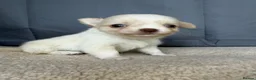 Chihuahua dogs for sale: 2 Gorgeous little long haired Chihuahua babies  - Advert 5