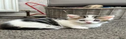 Mixed Breed cats for sale: Beautiful long haired Ragdoll cross kittens - Advert 19