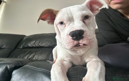 Mixed Breed dogs for sale: Dexter  - Image 2