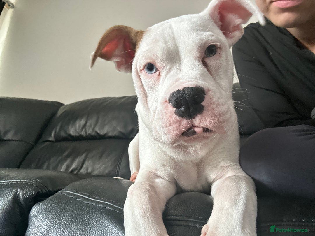 Mixed Breed dogs for sale: Dexter  - Image 2