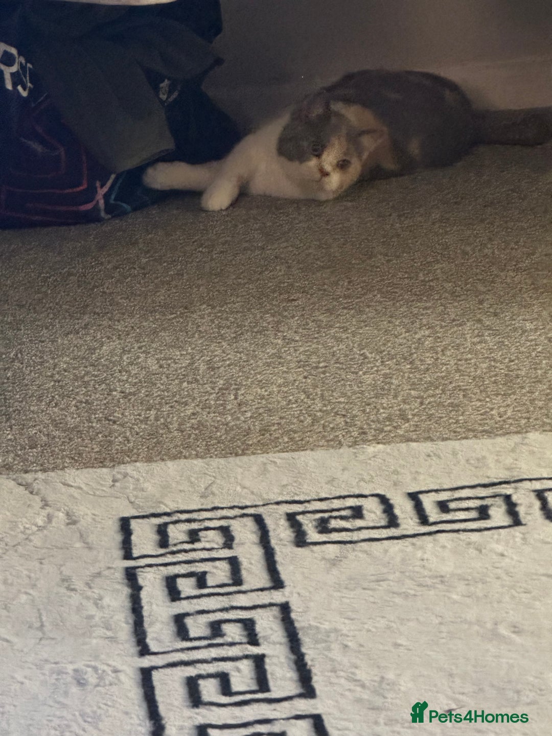 British Shorthair cats for sale: Beautiful kitten  - Image 2