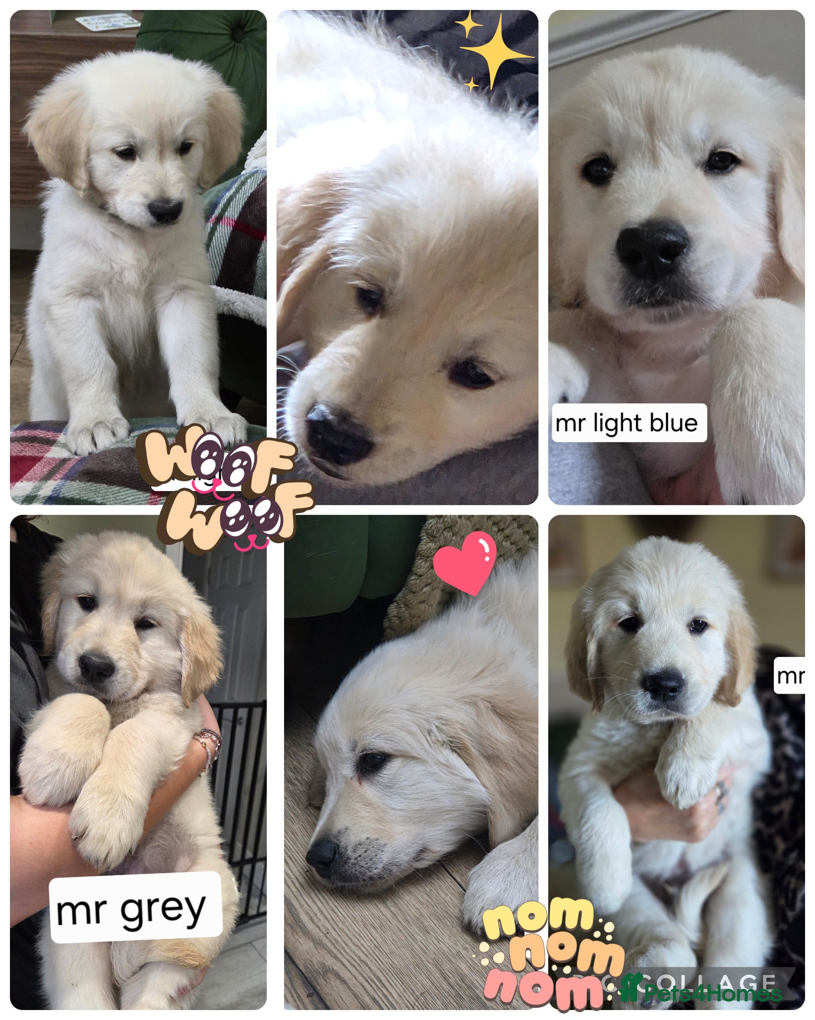 Golden Retriever dogs Ready to go! 2 Golden retriever pups 🐶  - Advert 1