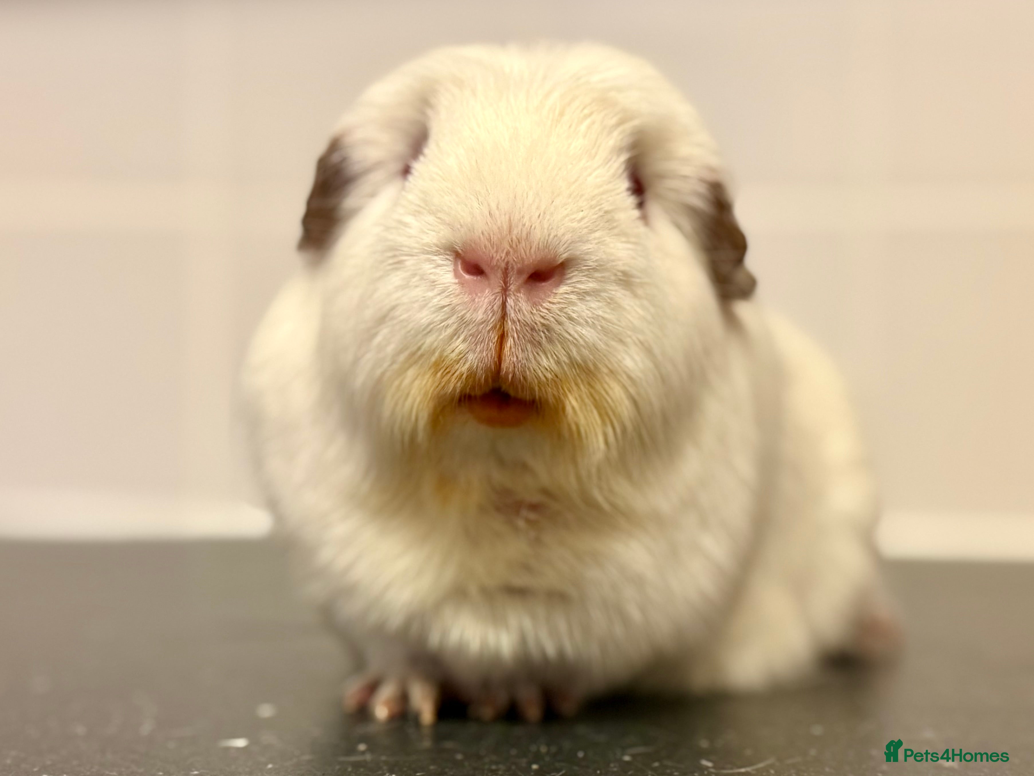 Guinea Pig rodents Single adult male and 2 female babies  - Advert 1