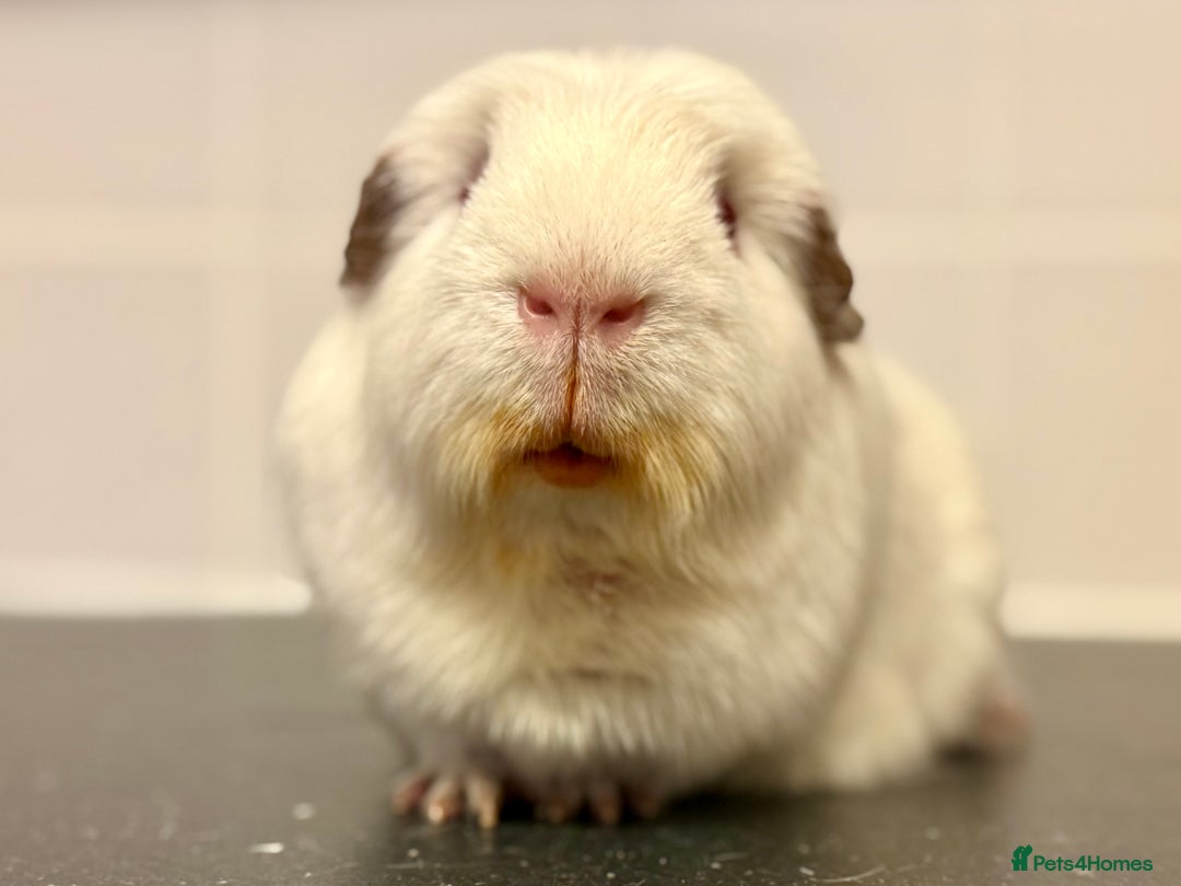 Guinea Pig rodents for sale: Single adult male and 2 female babies  - Advert 1