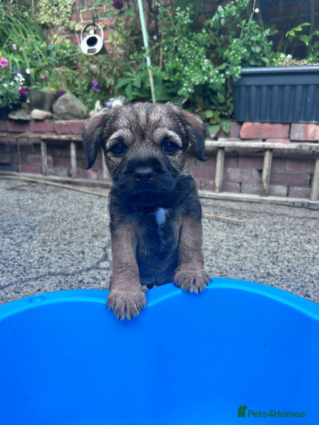 Border Terrier dogs for sale: Only 1 stunning little girl left  - Image 2