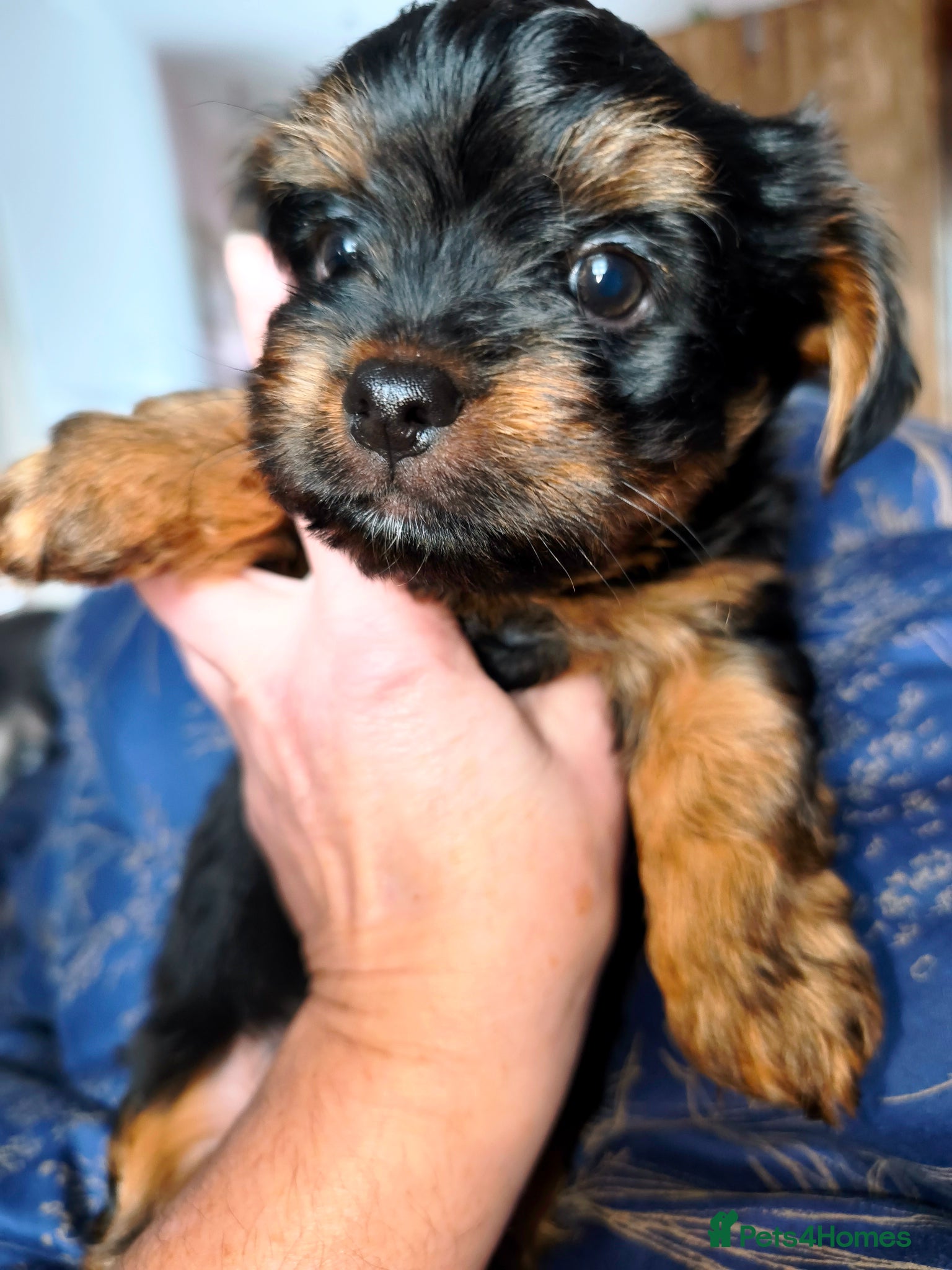 Yorkshire Terrier dogs Yorkshire Terrier Puppies–Vaccinated& Microchipped - Advert 11