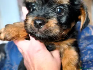 Yorkshire Terrier dogs Yorkshire Terrier Puppies–Vaccinated& Microchipped - Advert 11