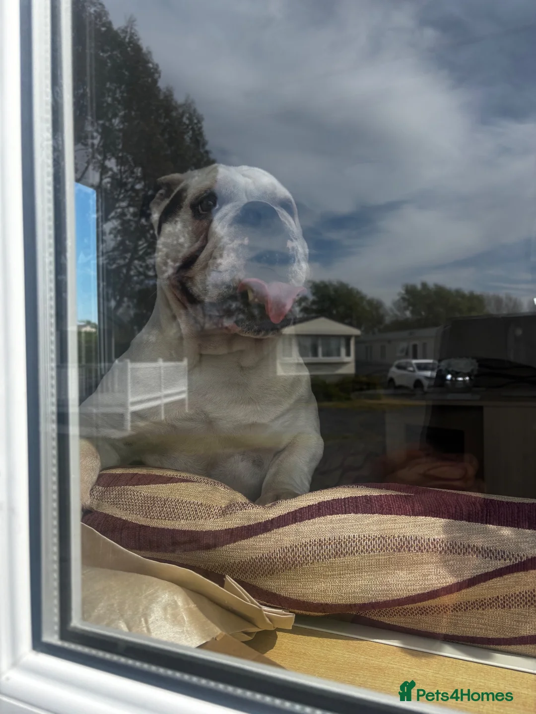 English Bulldog dogs for sale: English Bull Dog 18 months old - Advert 2