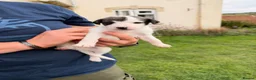 Mixed Breed dogs for sale: Bedlington whippet x whippet  in Broadway - Advert 3