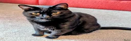 Mixed Breed cats for sale: Home needed for 2 cat sisters, 4 year old  - Advert 2
