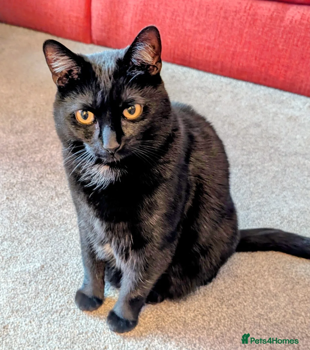 Mixed Breed cats for sale: Home needed for 2 cat sisters, 4 year old  - Advert 2