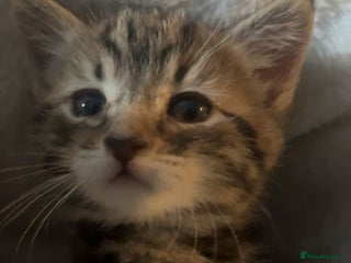 Mixed Breed cats 8 week old 1 boy 1 girl - Advert 1