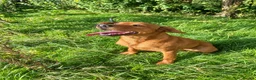 Labrador Retriever dogs for sale: 🐾 Beautiful Labrador Puppies in Welshpool - Advert 19
