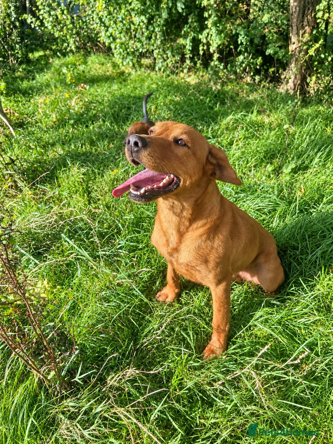 Labrador Retriever dogs for sale: 🐾 Beautiful Labrador Puppies in Welshpool - Advert 19