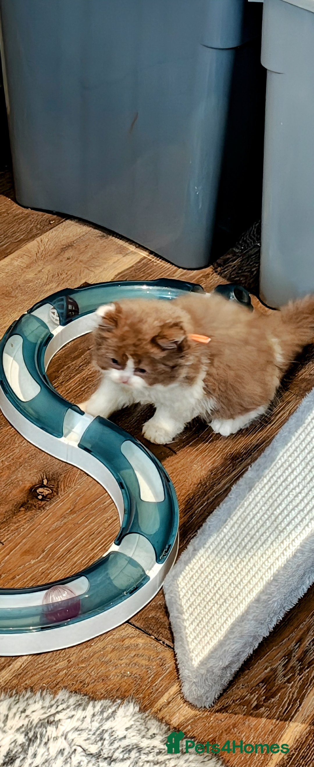 British Longhair cats for sale: Cinnamon bi colour longhair  - Image 19