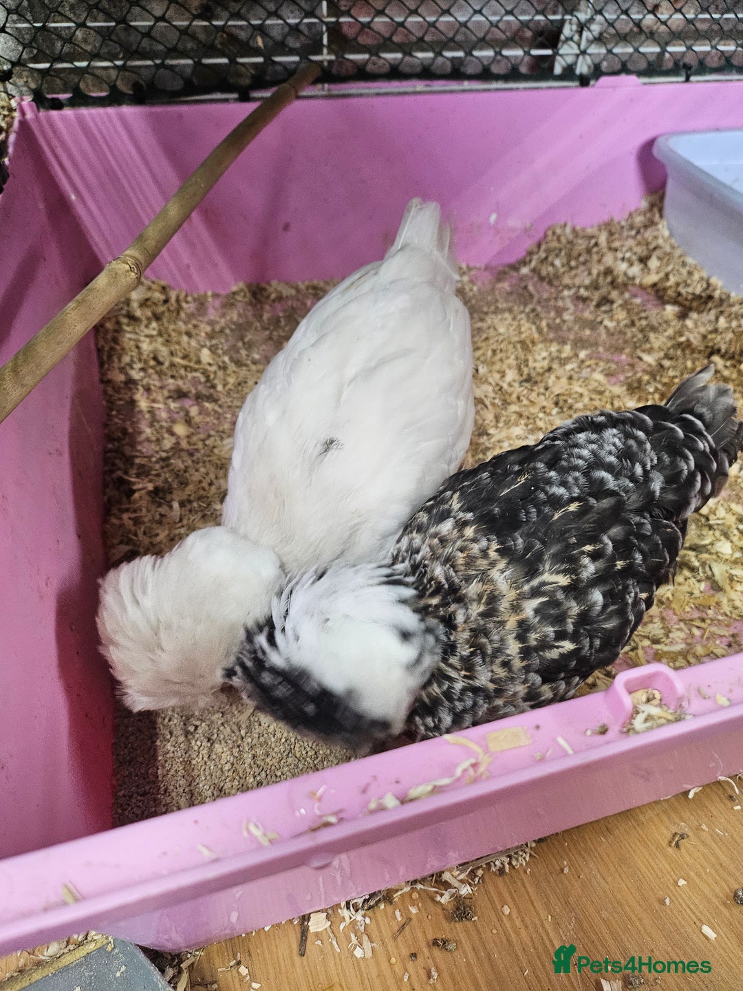 Chickens poultry for sale: Polish chickens off heat - Image 4