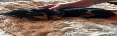 Dachshund 6