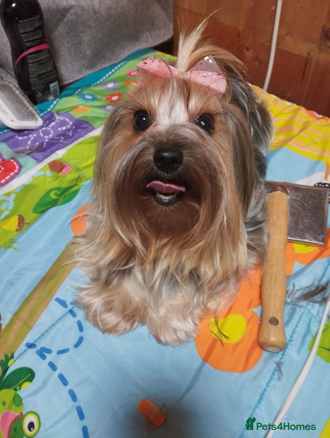 Yorkshire Terrier dogs for sale: 💝💝Two Side Champion Line Little Boy💝💝 - Image 2